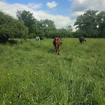 Tündérkert Tündérfészek * Szodliget