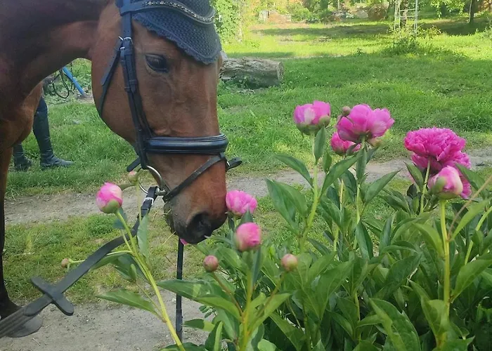 Tuenderkert Tuenderfeszek Vendeghaz 公寓