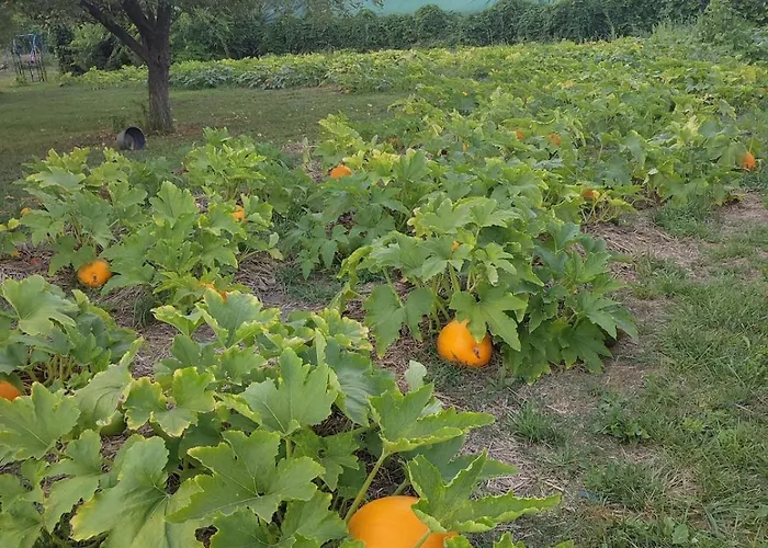 公寓 Tuenderkert Tuenderfeszek Vendeghaz