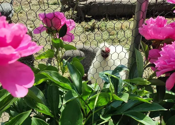 公寓 Tuenderkert Tuenderfeszek Vendeghaz *